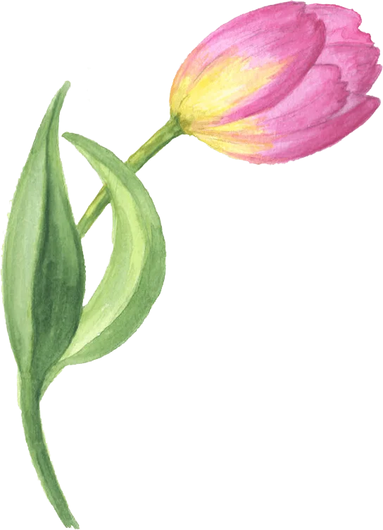tulips-only